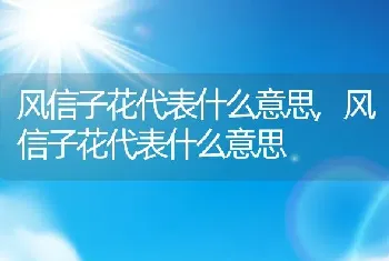 风信子花代表什么意思