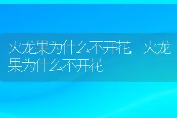 火龙果为什么不开花