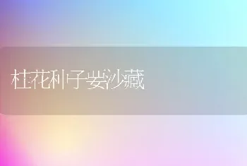 桂花种子要沙藏