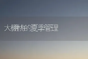 大棚桃的夏季管理