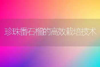 珍珠番石榴的高效栽培技术