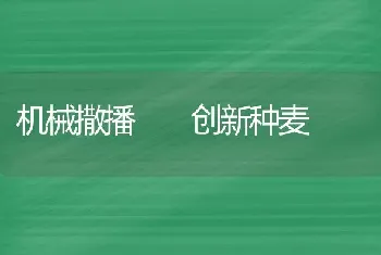 机械撒播  创新种麦