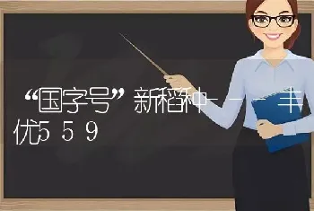 “国字号”新稻种---丰优559