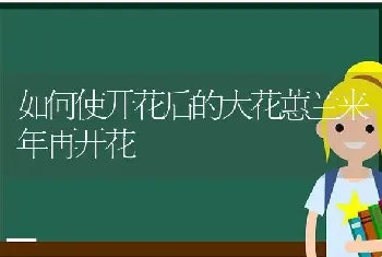 如何使开花后的大花蕙兰来年再开花