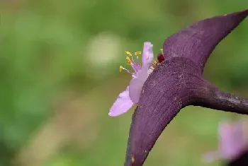 紫鸭跖草叶子反卷枯萎