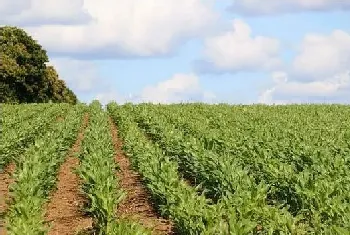 4月玉米种植注意事项