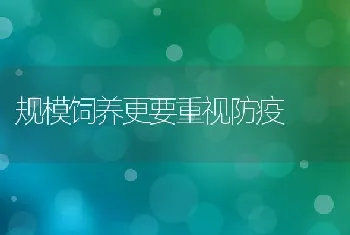 规模饲养更要重视防疫