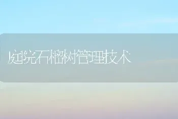 庭院石榴树管理技术