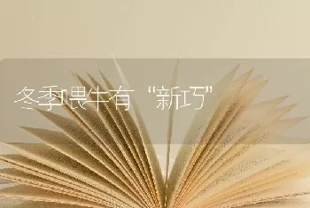 冬季喂牛有“新巧”