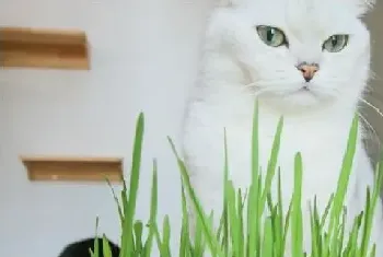 猫草是薄荷吗