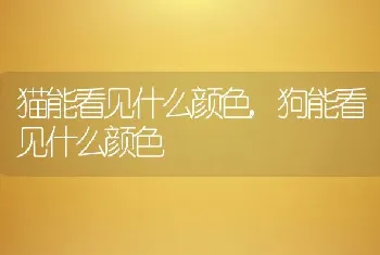 猫能看见什么颜色,狗能看见什么颜色