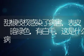 甜椒枝杈感染了病害,表皮 暗绿色,有白毛,这是什么病