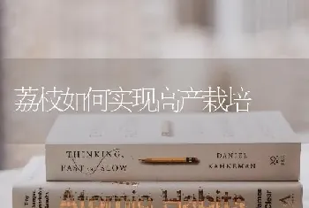 荔枝如何实现高产栽培