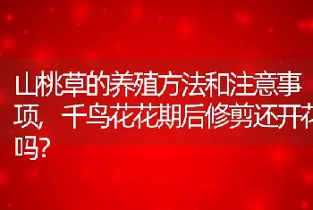 山桃草的养殖方法和注意事项