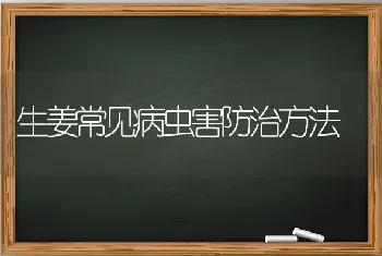 番茄筋腐病无公害防治技术