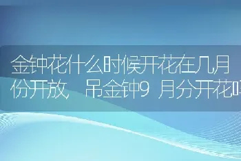 金钟花什么时候开花在几月份开放