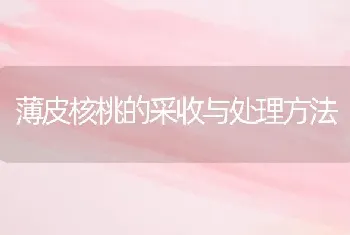 薄皮核桃的采收与处理方法