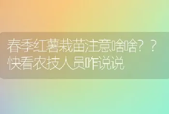 春季红薯栽苗注意啥啥??快看农技人员咋说说