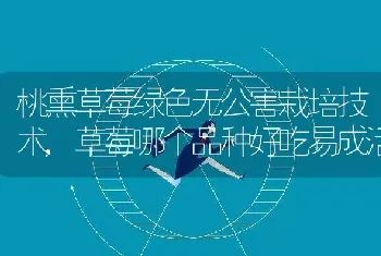 桃熏草莓绿色无公害栽培技术