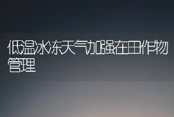 低温冰冻天气加强在田作物管理