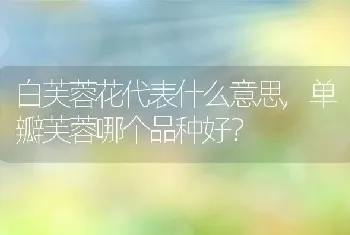 莺尾花和鸢尾花是同一种植物吗