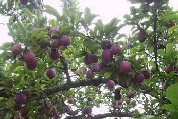 黑布林种植时间和种植方法