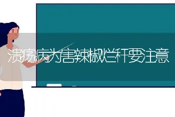 溃疡病为害辣椒烂秆要注意