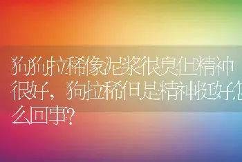 狗狗拉稀像泥浆很臭但精神很好