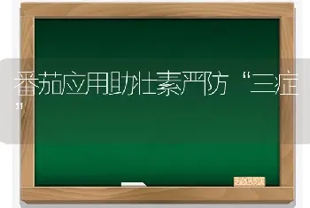 番茄应用助壮素严防“三症”