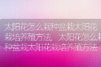 太阳花怎么栽种盆栽太阳花栽培养殖方法