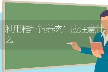 利用秸秆饲养肉牛应注意什么