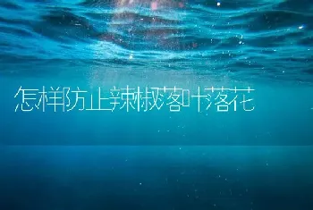 怎样防止辣椒落叶落花