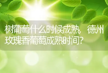 树葡萄什么时候成熟