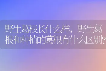 野生葛根长什么样