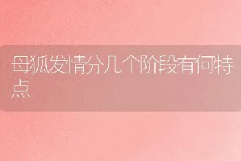 母狐发情分几个阶段有何特点