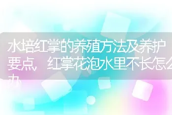 水培红掌的养殖方法及养护要点