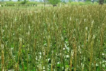 种植什么中药材前景好