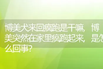 博美犬来回疯跑是干嘛,博美突然在家里疯跑起来