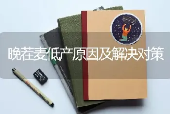 晚茬麦低产原因及解决对策