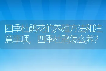 四季杜鹃花的养殖方法和注意事项