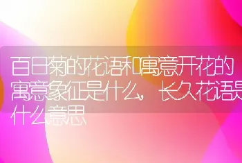 百日菊的花语和寓意开花的寓意象征是什么