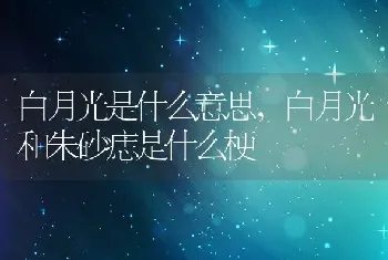 白月光是什么意思