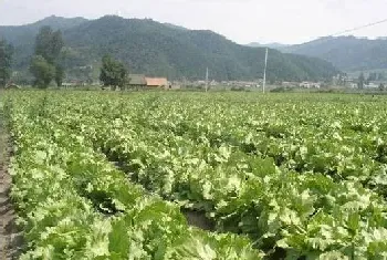 八月份蔬菜种植种植什么