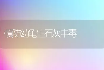 慎防幼龟生石灰中毒