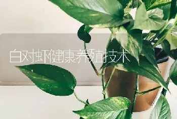 白对虾健康养殖技术