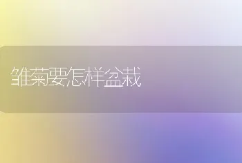 雏菊要怎样盆栽