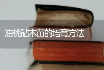 油桃砧木苗的培育方法