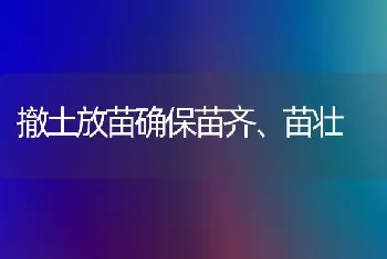 撤土放苗确保苗齐、苗壮