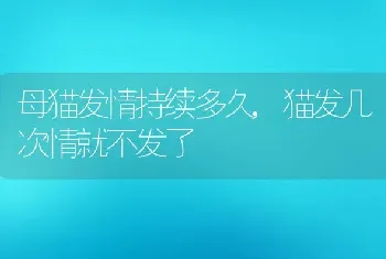 母猫发情持续多久,猫发几次情就不发了