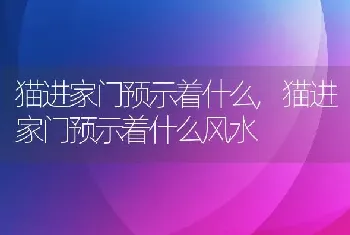 猫进家门预示着什么,猫进家门预示着什么风水